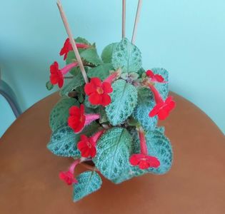 Flori Episcia Lemon Zest