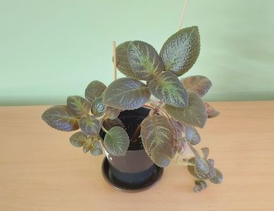 Episcia Pinkiscia (35); Planta matura, ramificata, cu stoloni = 35 Lei.
