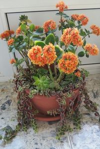 Crassula marginalis in tandem cu Kalanchoe