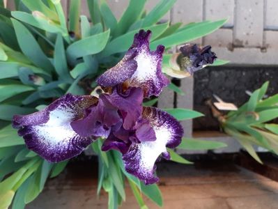 Vitrail - intermediate, early; https://garden.org/plants/view/167496/Intermediate-Bearded-Iris-Iris-Vitrail/
