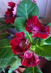 11.05.2021; Gloxinia
