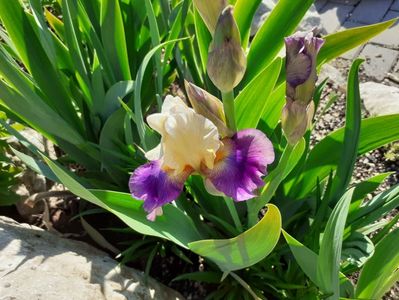 Inner Gleam - intermediate, early; https://garden.org/plants/view/567678/Intermediate-Bearded-Iris-Iris-Inner-Gleam/
