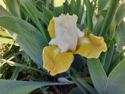 Tact - intermediate, early; https://garden.org/plants/view/93440/Intermediate-Bearded-Iris-Iris-Tact/
