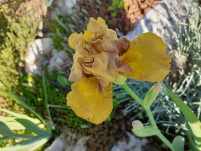 John - intermediate, early; https://garden.org/plants/view/93285/Intermediate-Bearded-Iris-Iris-John/
