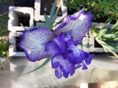 Autumn Circus - tall, early; https://garden.org/plants/view/73553/Tall-Bearded-Iris-Iris-Autumn-Circus/
