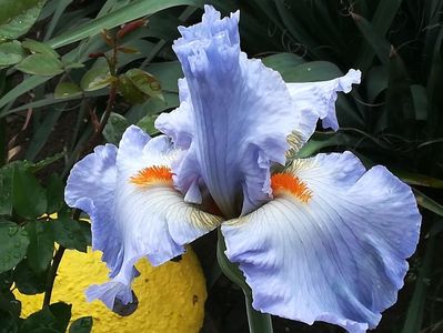 Princess caroline de monaco