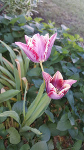 tulipa hybr.; categoria târzii
