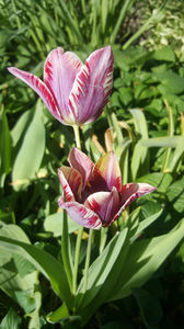 tulipa hybr.; categoria târzii
