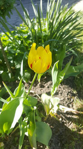 tulipa hybr.(categoria târzii)