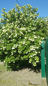 viburnum opulus(calin)