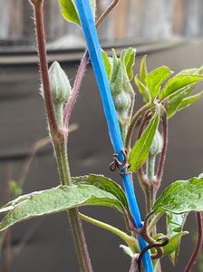 88C0090D-E1E9-434B-AC37-338A8318BC54; Clematis
