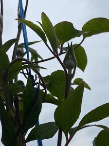 D93451B9-202F-43F8-B1A8-B62EB6268C91; Clematis
