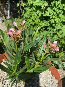 36CB800A-1987-4194-8825-D8C8B0A1A721; Leandru( plantat acum 1 saptam)
