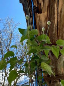 799EBD09-0D5B-42FA-8FA6-B69B1B415446; Clematis
