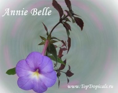 Annie Belle