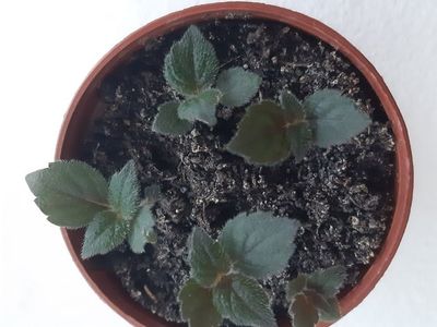 Pulcherrima