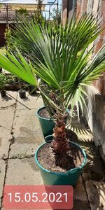 Washingtonia robusta Au 8 Ani din 2013