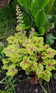 Heuchera Solar Power