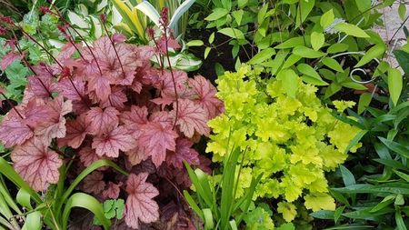 Heuchera Lime Marmalade si Carnival Fall