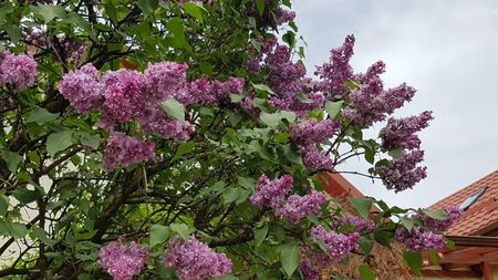 Niciun Mai fara parfum de liliac!