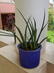Sansevieria Fernwood