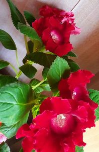 18.05.2021; Gloxinia
