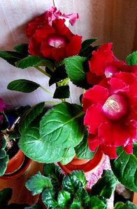 18.05.2021; Gloxinia
