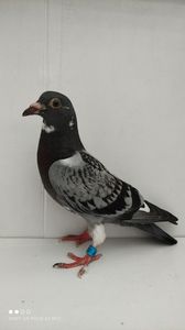 vandut