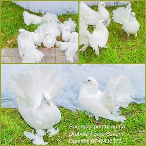 Porumbei albi pentru nunta Mh