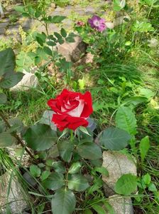 IMG-20210524-WA0011