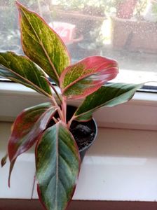 Aglaonema crete 25leireceived_659970135401675