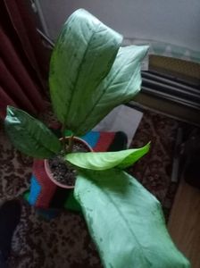 Aglaonema 35.