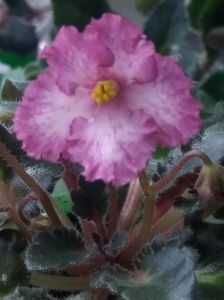 16 mai