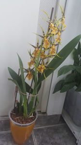 banfieldara "mystic maze"