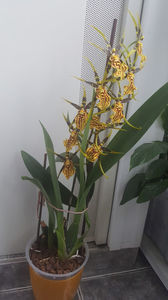 banfieldara "mystic maze"