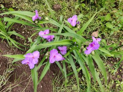 Tradescantia