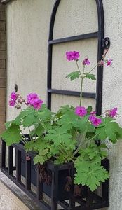 Geranium ajuns intamplator in jardiniera