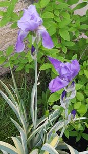 Iris variegat