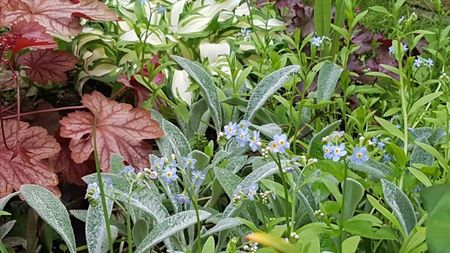 Myosotis, Urechi de iepure, heuchera si hosta