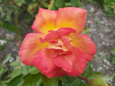 flori 1