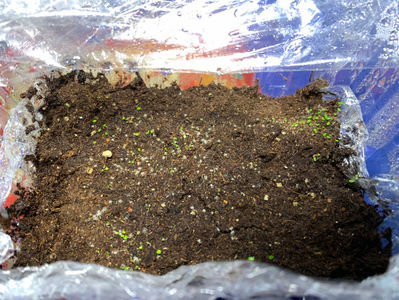 au rasarit dupa 8 zile???