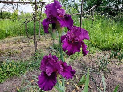 Who's a toff; Un iris TB parfumat
