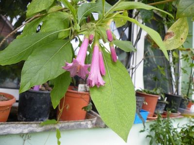 IOCHROMA RUBIN