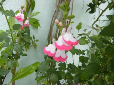 salvia red lips