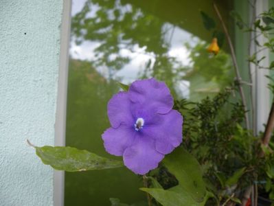 brunfelsia grandiflora