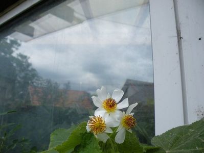 sparmannia africana