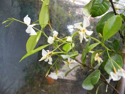 trachelospermum star of tuscany