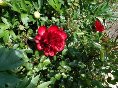 red charm