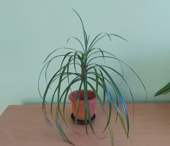 Dracaena marginata