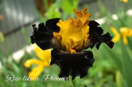 AddText_05-29-05.00.36